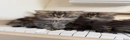 Persian cats for sale: !!!💎Three Precious Persian Boys💎✨✨ - Advert 16