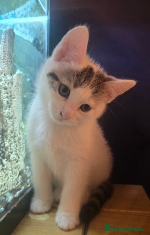 Mixed Breed cats - Advert 31