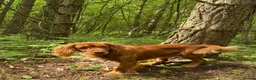 Cocker Spaniel dogs for sale: Beautiful ginger cocker spaniel boy  in Chester-le-Street - Advert 1