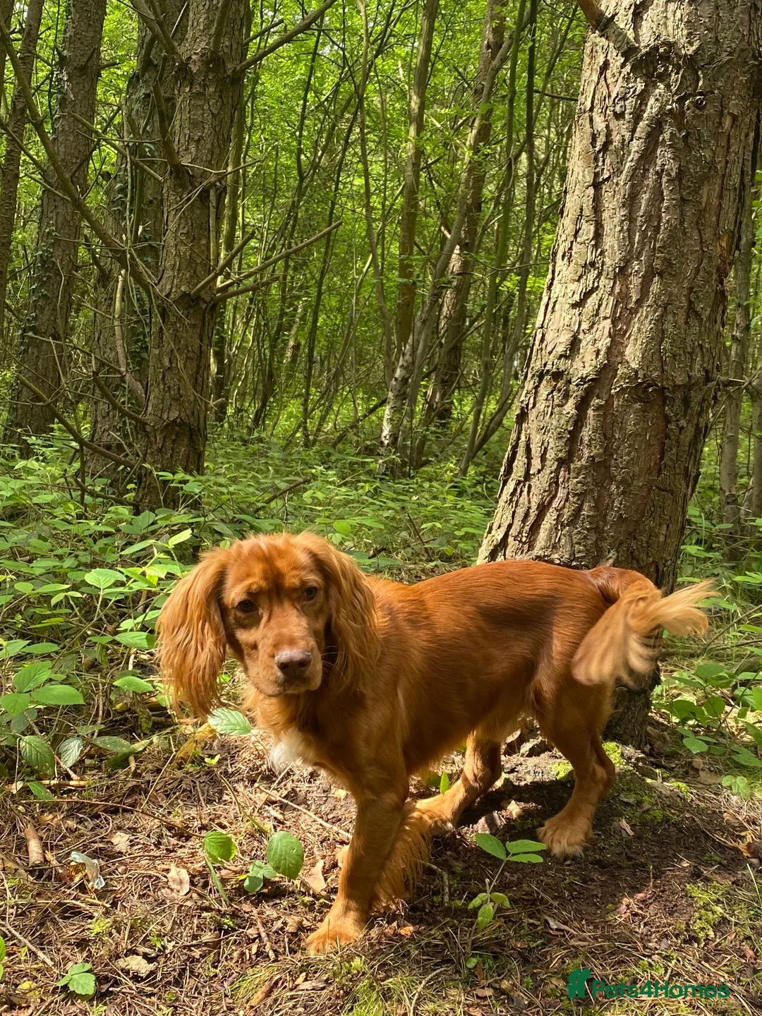 Cocker Spaniel dogs for sale: Beautiful ginger cocker spaniel boy  in Chester-le-Street - Advert 1