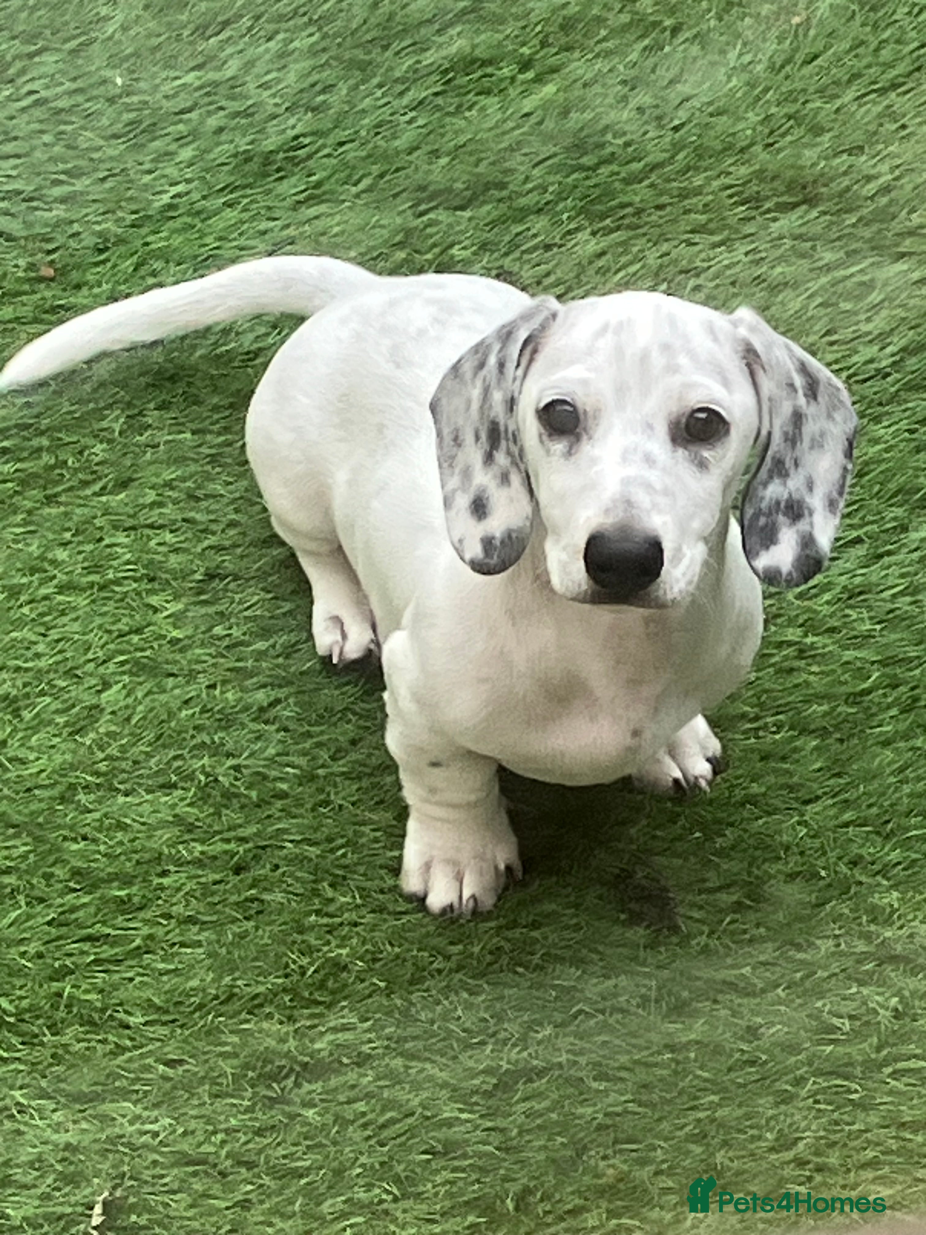 Miniature Dachshund dogs Miniature Smooth Dachshund Male  - Advert 14