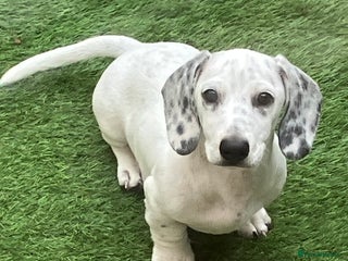 Miniature Dachshund dogs Miniature Smooth Dachshund Male - Advert 13