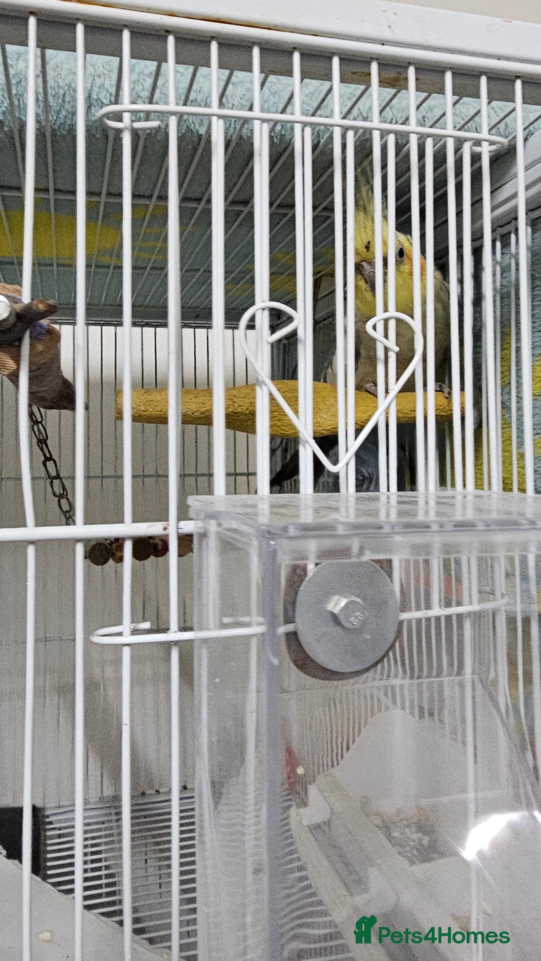 Cockatiels birds for sale: Kakarviki male and female cocktail one - Image 3