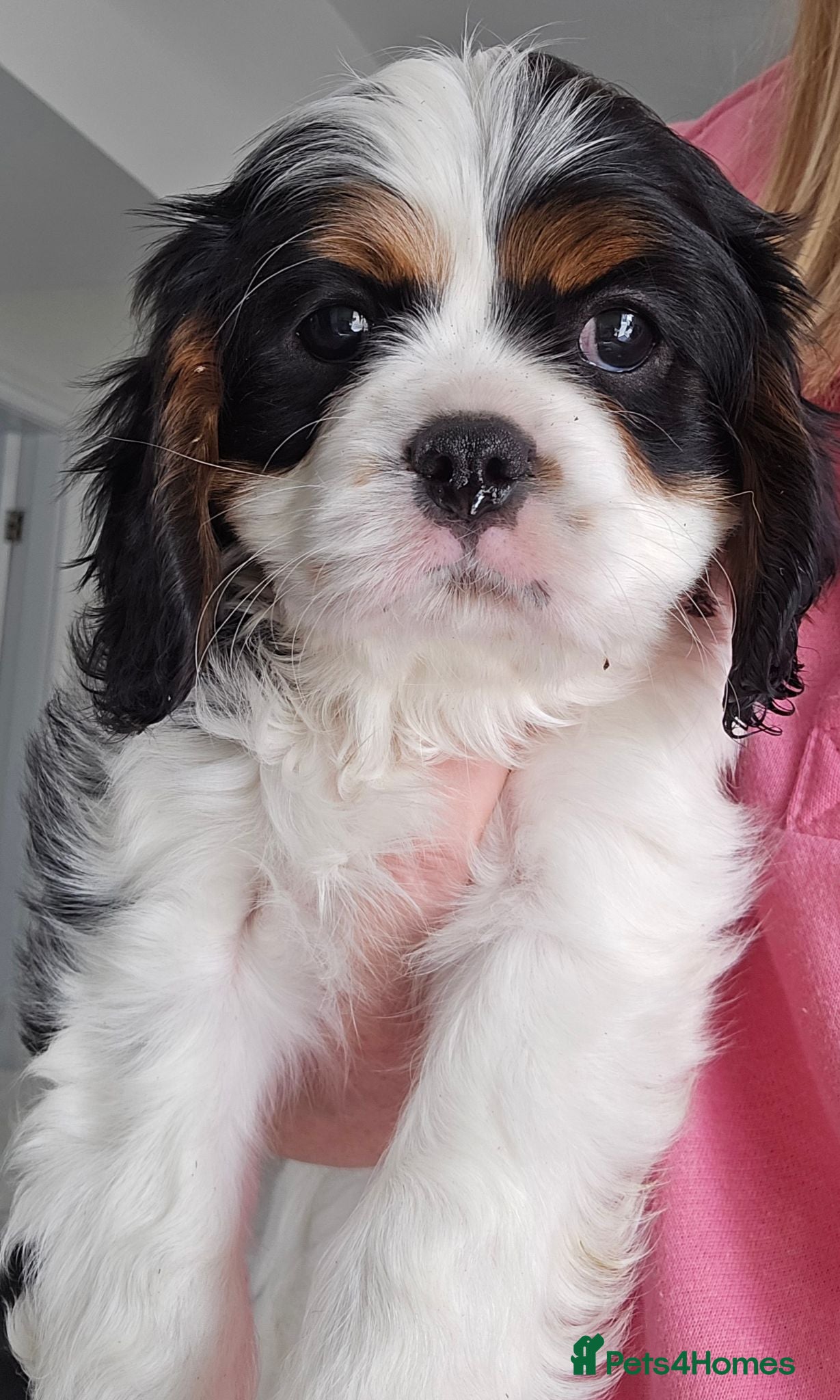 Cavalier King Charles Spaniel dogs MRI scanned parents fullY health tested - Advert 12