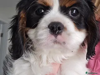 Cavalier King Charles Spaniel dogs MRI scanned parents fullY health tested - Advert 12
