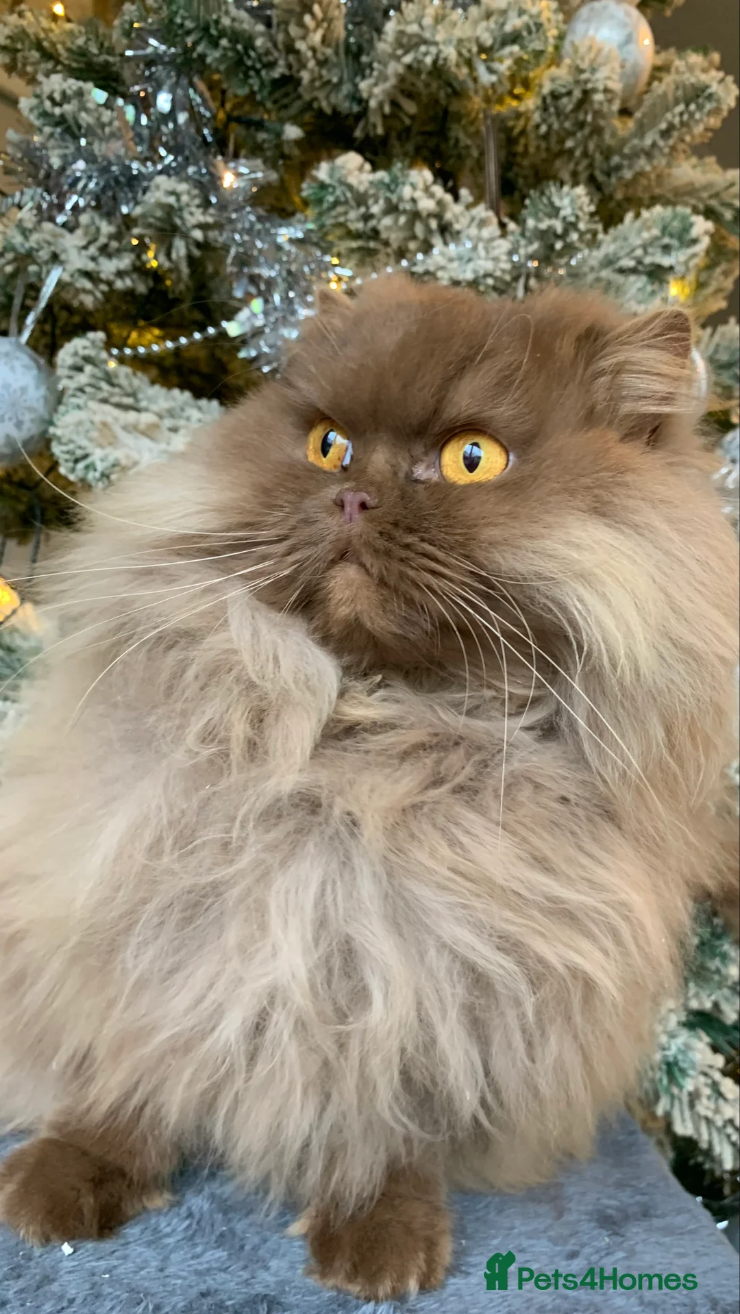 British Longhair cats for sale: British long hair adults  - Advert 6