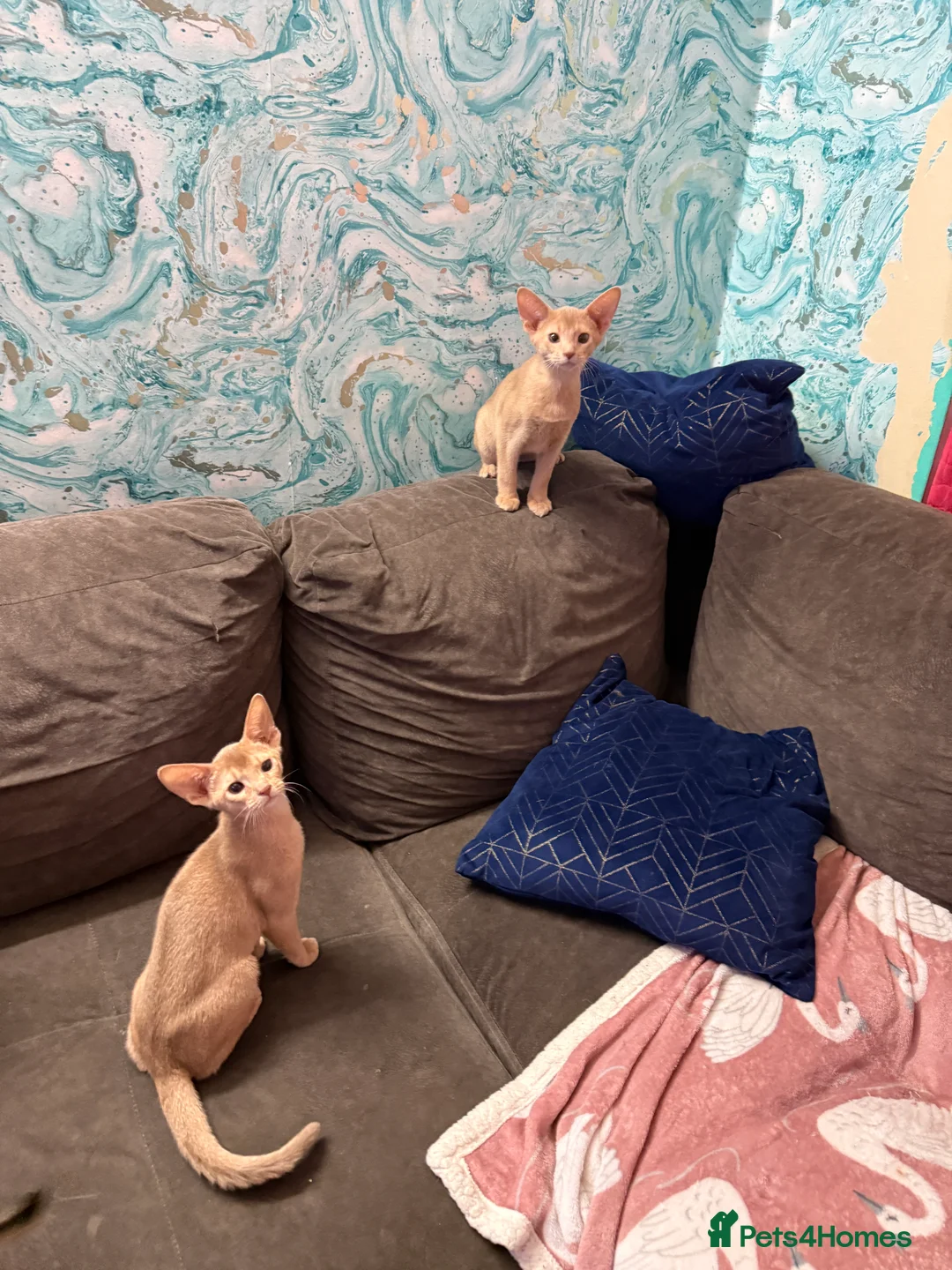 Abyssinian cats for sale: Ready for a new home - Advert 17