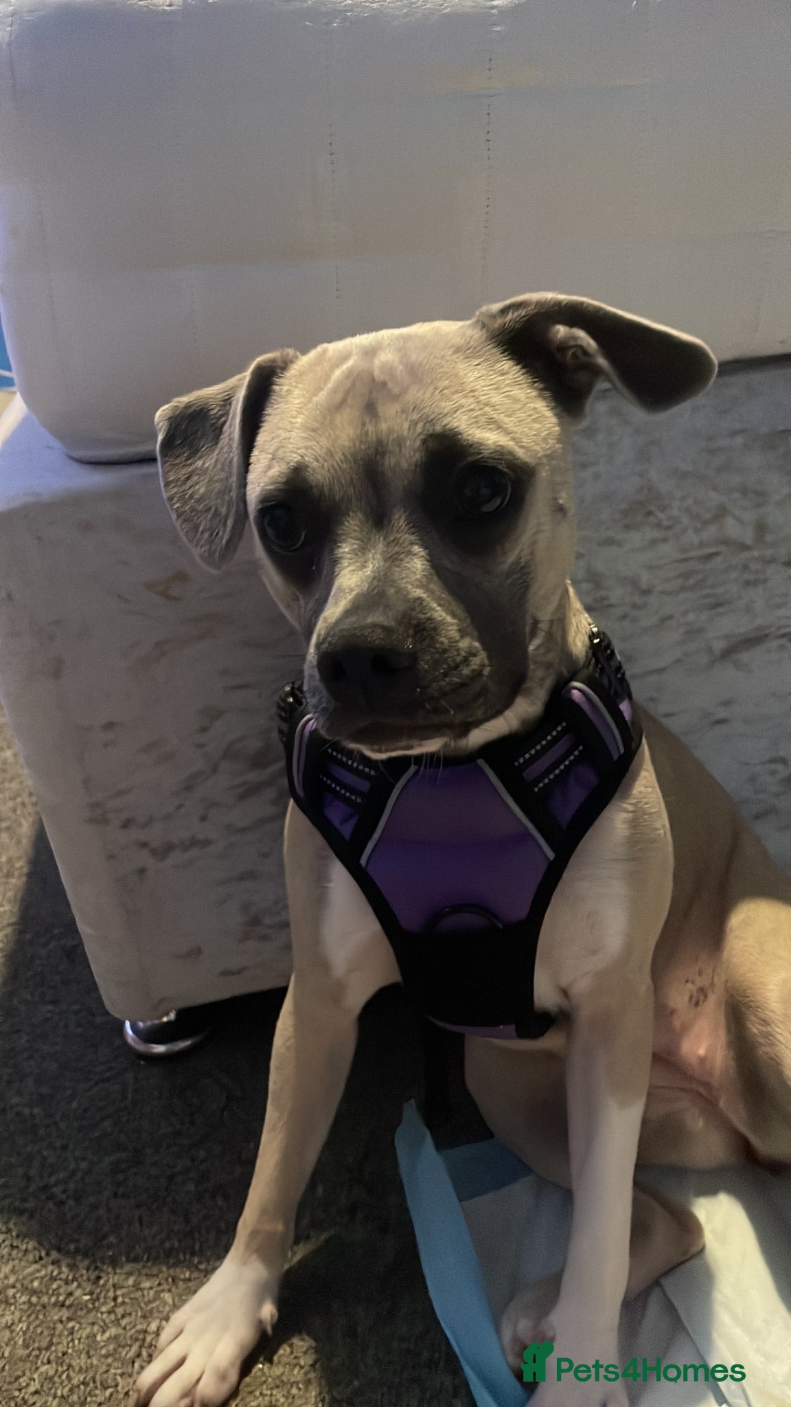 Mixed Breed dogs 9 month old female frenchie X chihuahua  - Advert 9