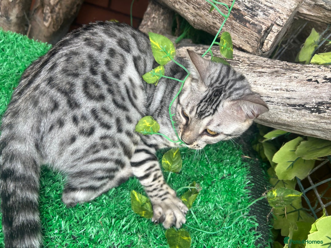 Bengal cats for sale: Unbelievably friendly TICA reg kittens  - Image 14