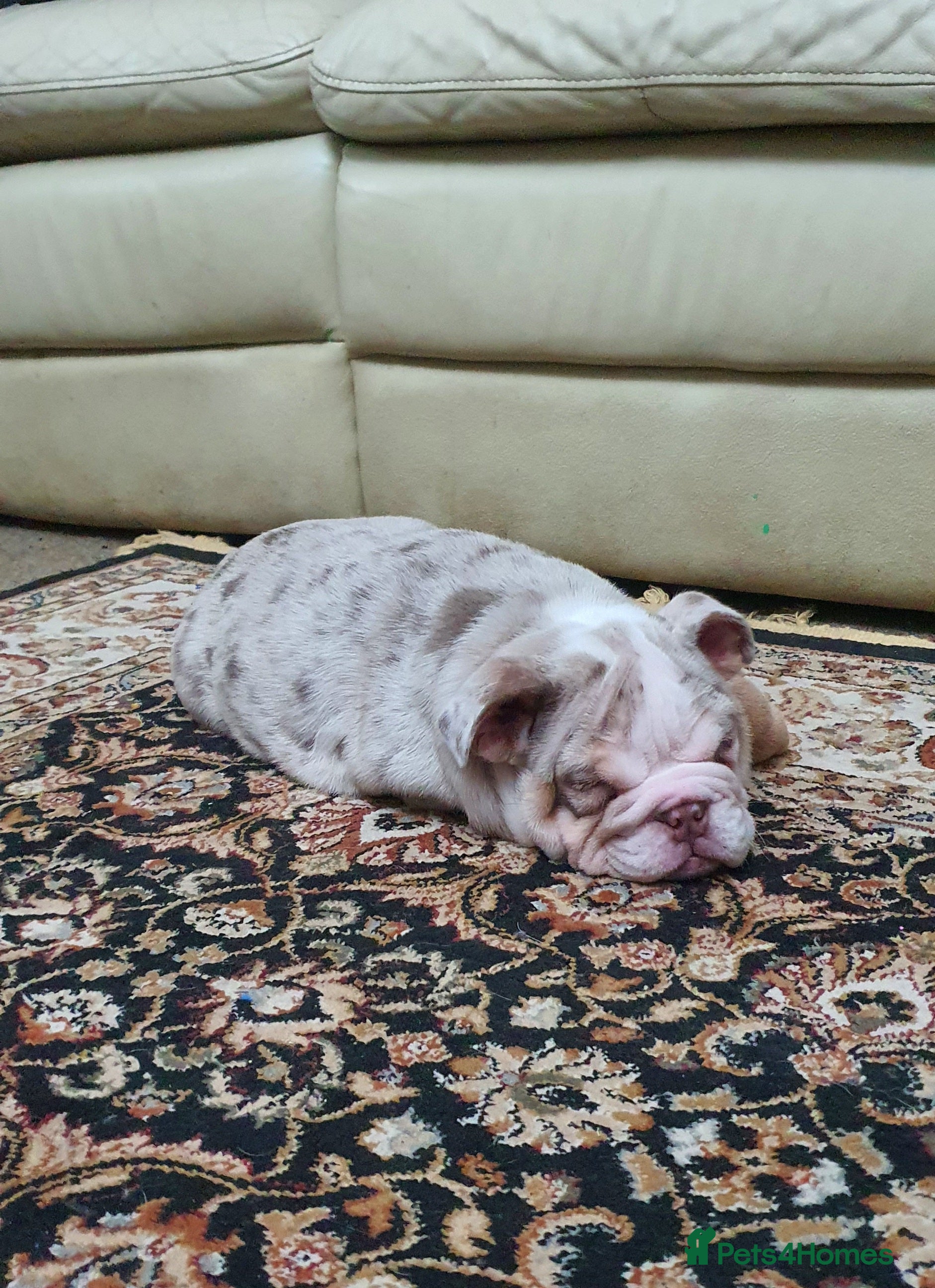 English Bulldog dogs Lovely girl and last one - Advert 3