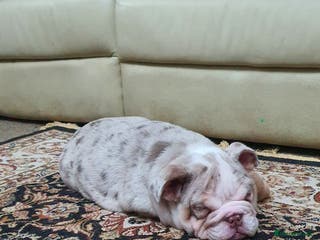 English Bulldog dogs Lovely girl and last one - Advert 3