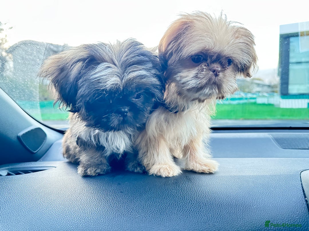 Shih Tzu dogs for sale: 2 x  Imperial Shihtzu - Advert 3