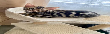 Bengal Kitten 2