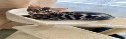 Bengal cats for sale: ✨✨ TICA registered Bengal BOYS😻😻😻 - Advert 19