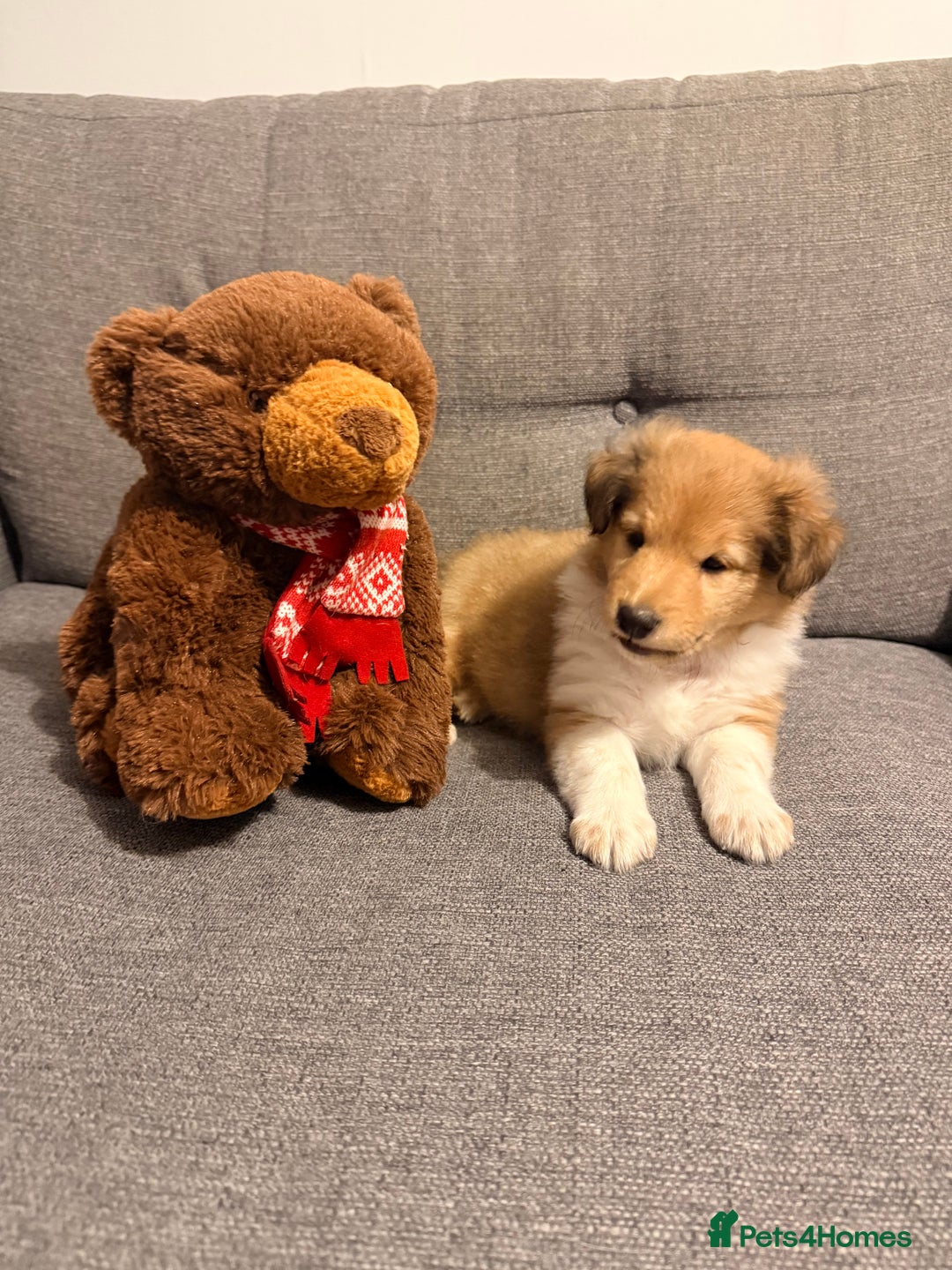 Shetland Sheepdog dogs for sale: Sable & white Male Shetland Sheepdog Puppy - Advert 3