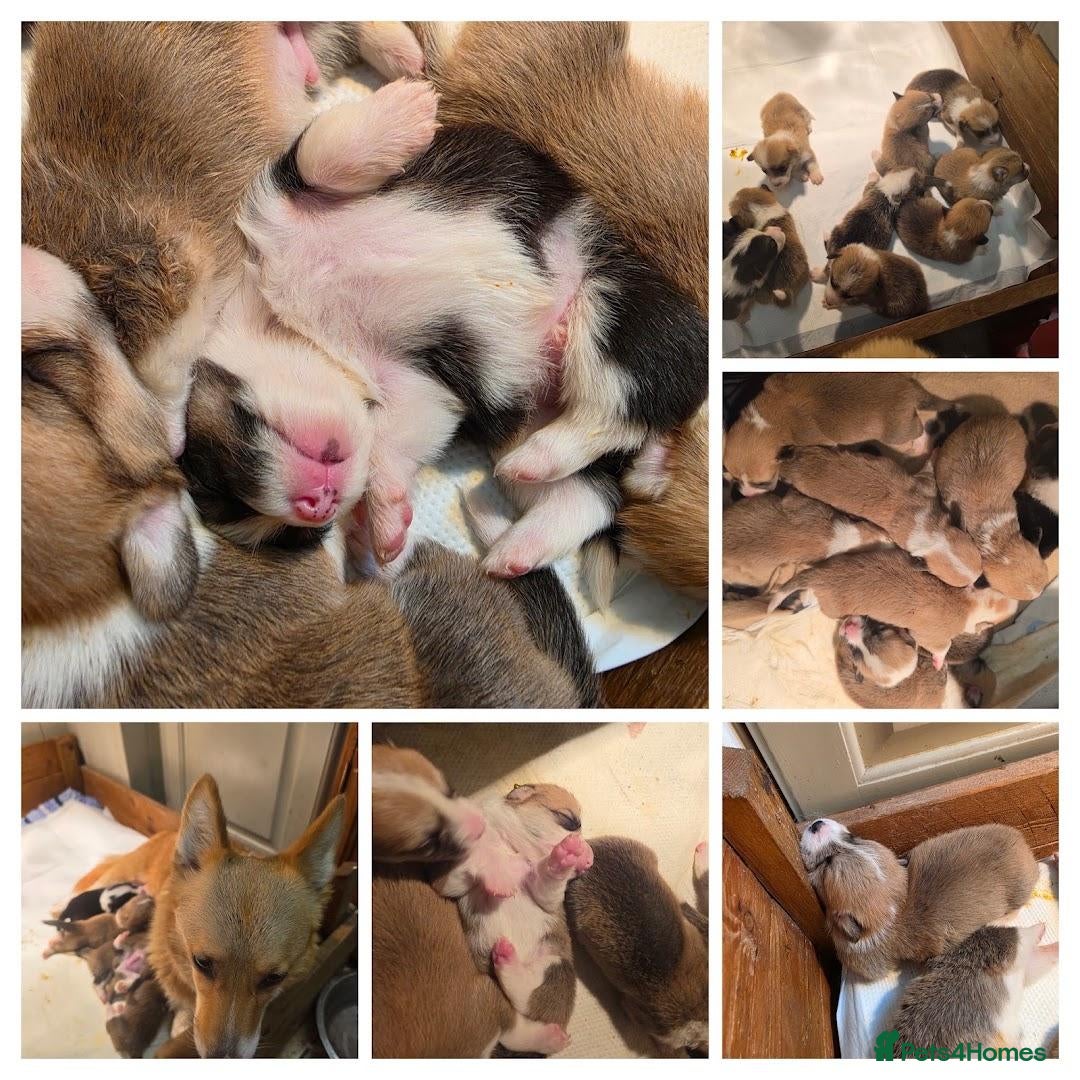 Welsh Corgi Pembroke dogs Corgi puppies looking for their forever home - Advert 1