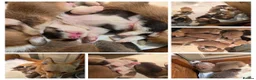 Welsh Corgi Pembroke dogs for sale: Corgi puppies looking for their forever home in Betws-y-Coed - Advert 1