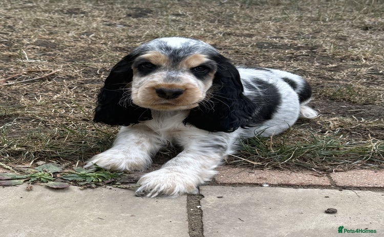 Cocker Spaniel dogs - Advert 1