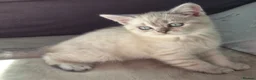 Scottish Fold cats for sale: Scottish Fold &Scottish Straight - Advert 15