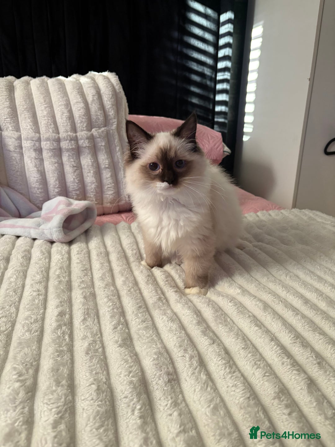 Ragdoll cats for sale: Seal mitted Ragdoll  - Advert 3