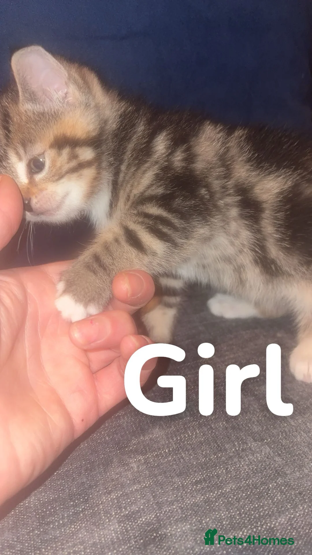 Mixed Breed cats for sale: Ragdoll cross kittens - Advert 6