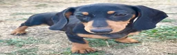 Miniature Dachshund dogs for sale: Miniature Dachshund Puppies - Ready for homes - Advert 9