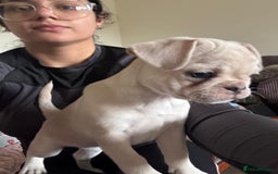 Frug dogs for sale: Truly Outstanding Fruggie Girls - Image 1