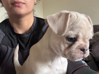 Frug dogs - Advert 14