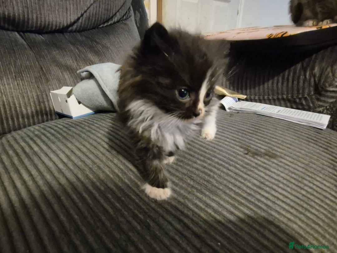 Mixed Breed cats for sale: Mixed breed kittens - Image 3