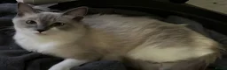 Ragdoll cats for sale: Beautiful mitted bluepoint ragdolls - Advert 12