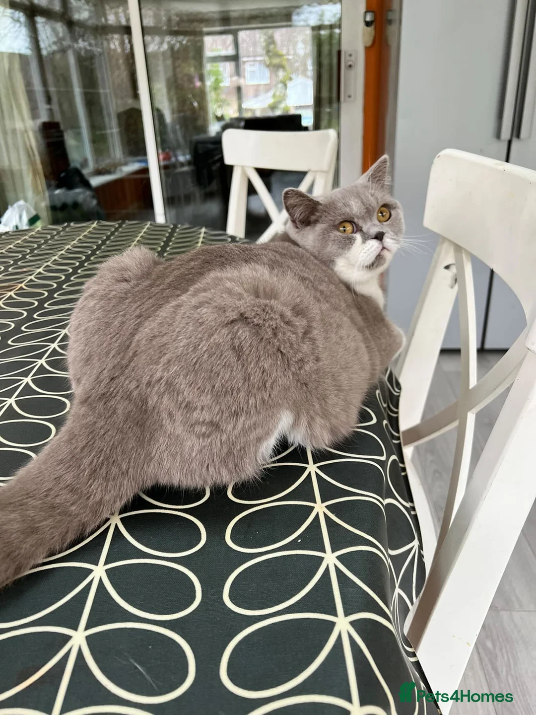 British Shorthair cats for sale: Retired show quality BSH queen  - Advert 3