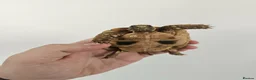 Tortoise reptiles for sale: Egyptian Tortoise - Advert 3