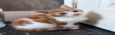 Aegean Kitten 3