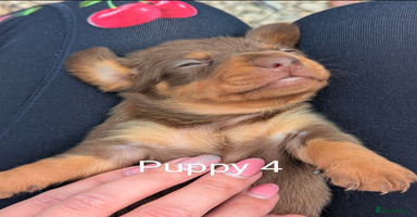 Miniature Dachshund dogs - Advert 3