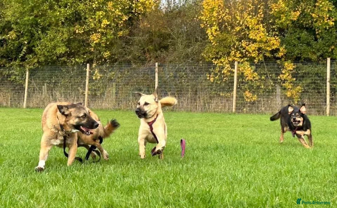 Mixed Breed dogs for adoption: Isodora - Norwich Norfolk  in Norwich - Advert 17