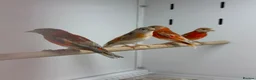 Finches birds for sale: Red siskins - Advert 3