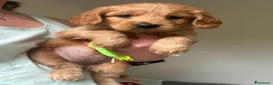 Goldador 5