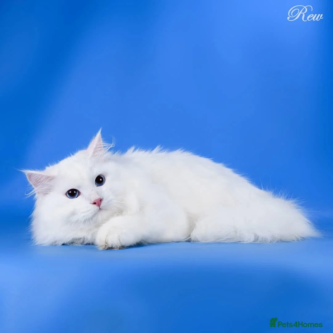 Siberian cats for sale: Siberian Pedigree - Advert 1