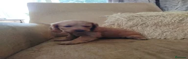 Cockapoo Puppy 5
