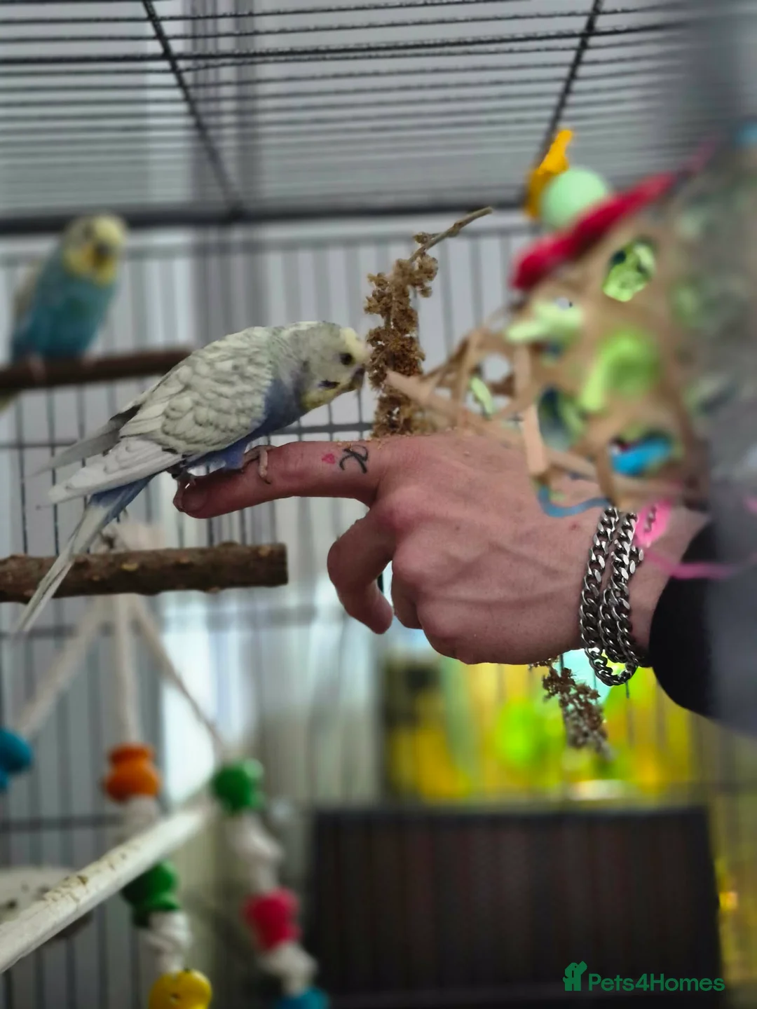 Budgerigars birds for sale: Budgies and cage and all accessories and food  in Southampton - Advert 2