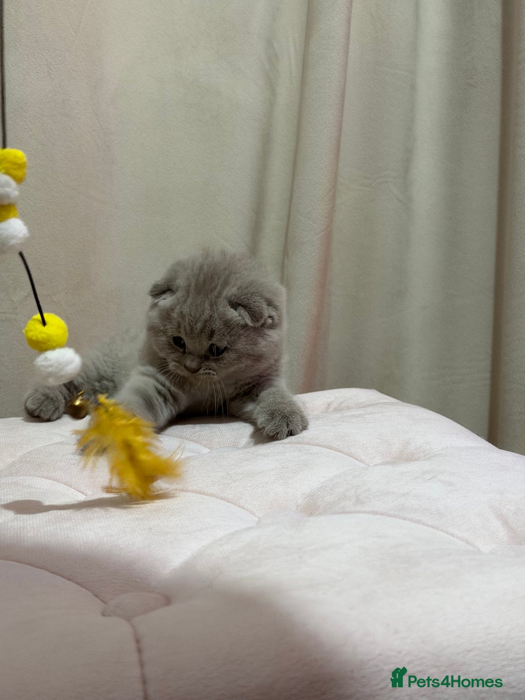 Scottish Fold cats for sale: Scottish Fold/ Straight kitties  - Advert 32