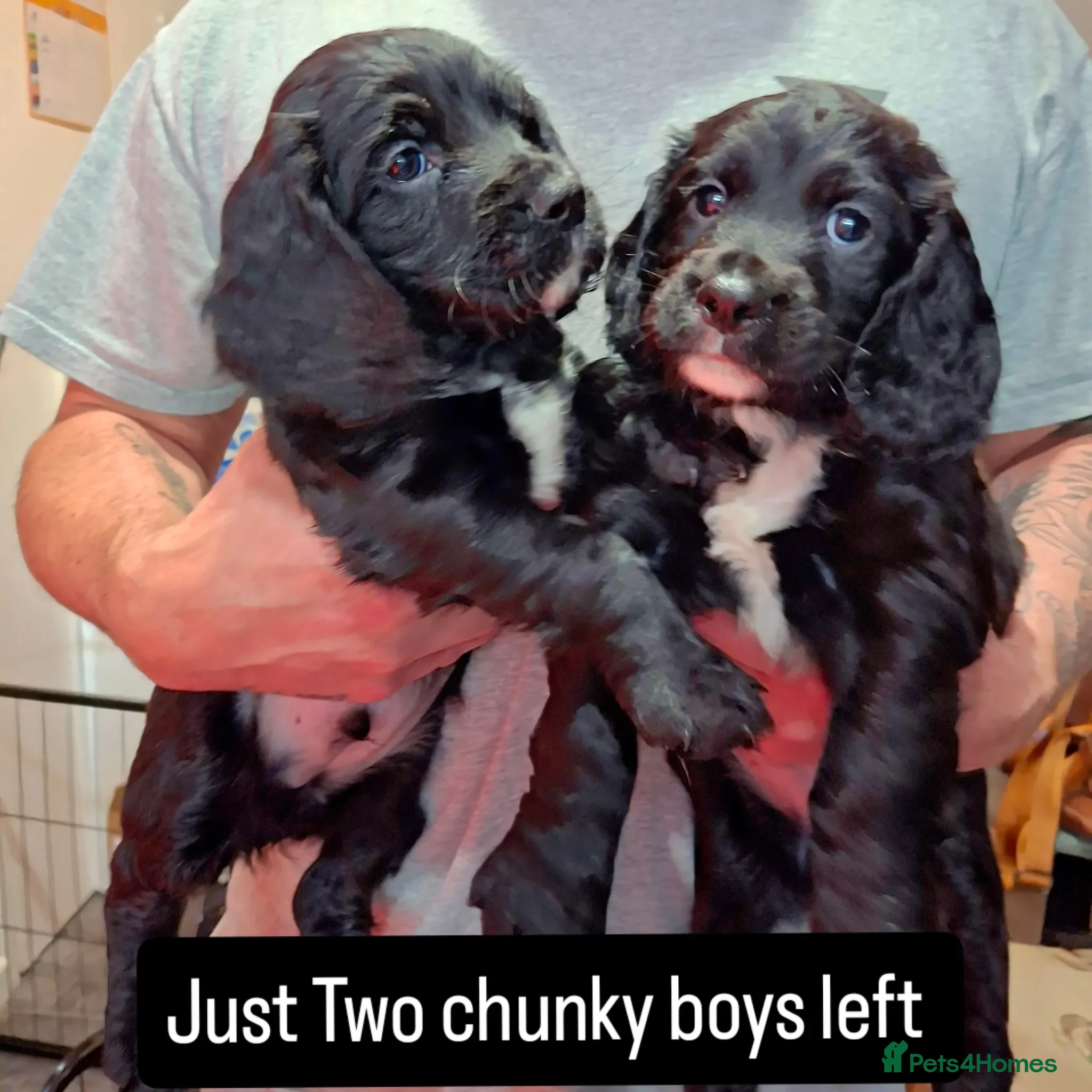 Sprocker dogs Two beautiful chunky sprocker dogs / boys - Advert 1