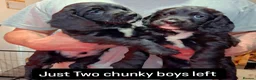 Sprocker dogs for sale: Two beautiful chunky sprocker dogs / boys in Yeovil - Advert 1