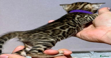 Bengal cats - Advert 9