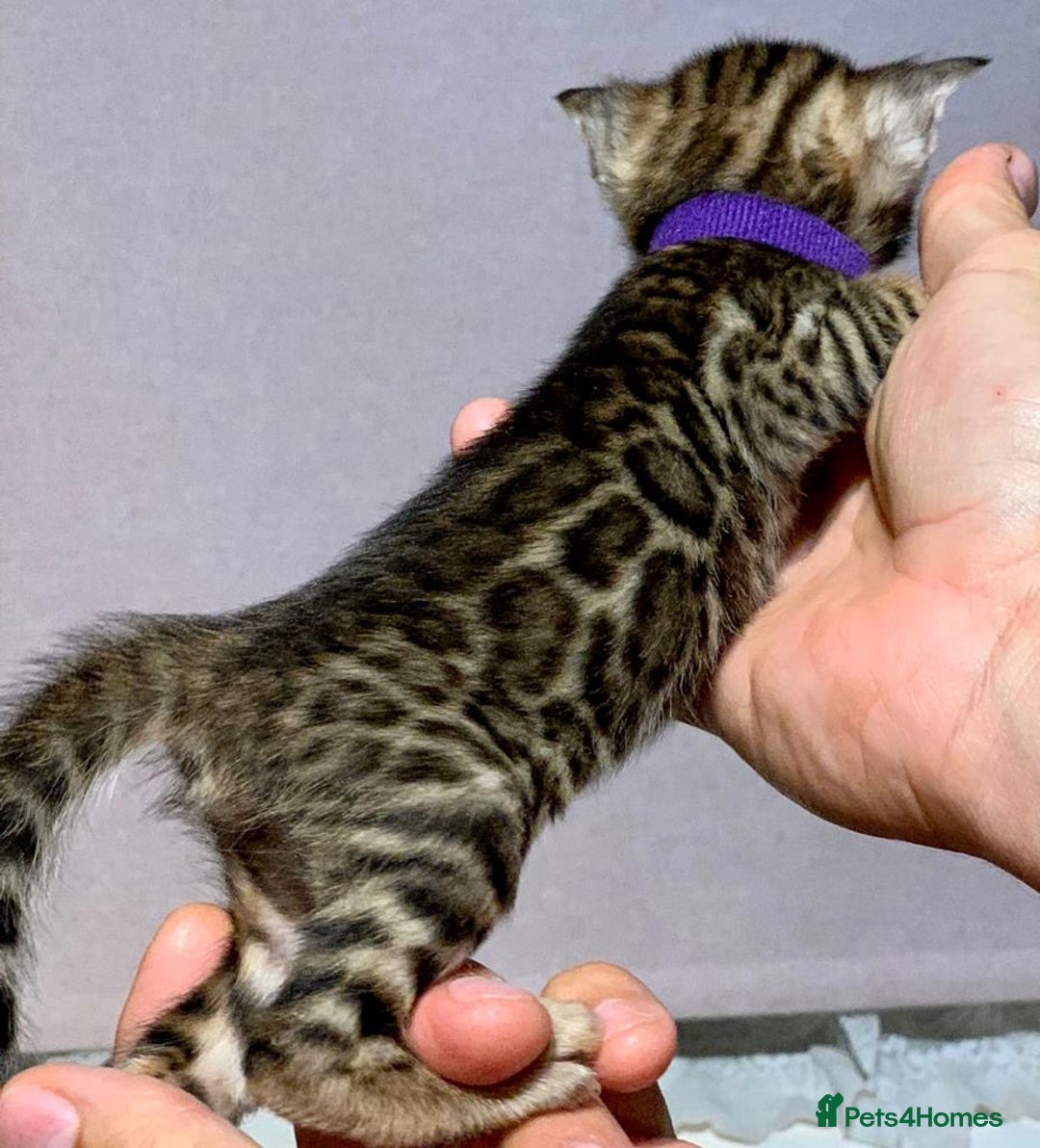 Bengal cats for sale: Top quality pure Bengal kittens available now - Image 2