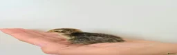 Quail poultry for sale: Quail Chicks  in Great Yarmouth - Advert 2