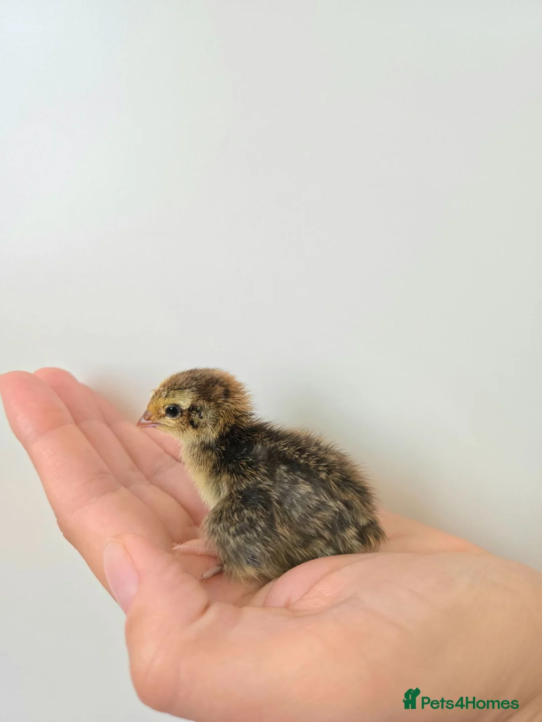 Quail poultry for sale: Quail Chicks  in Great Yarmouth - Advert 2