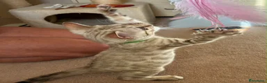 Bengal 1