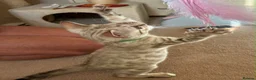Bengal cats for sale: Seal Mink Male Bengal kittens in Grantham - Advert 2