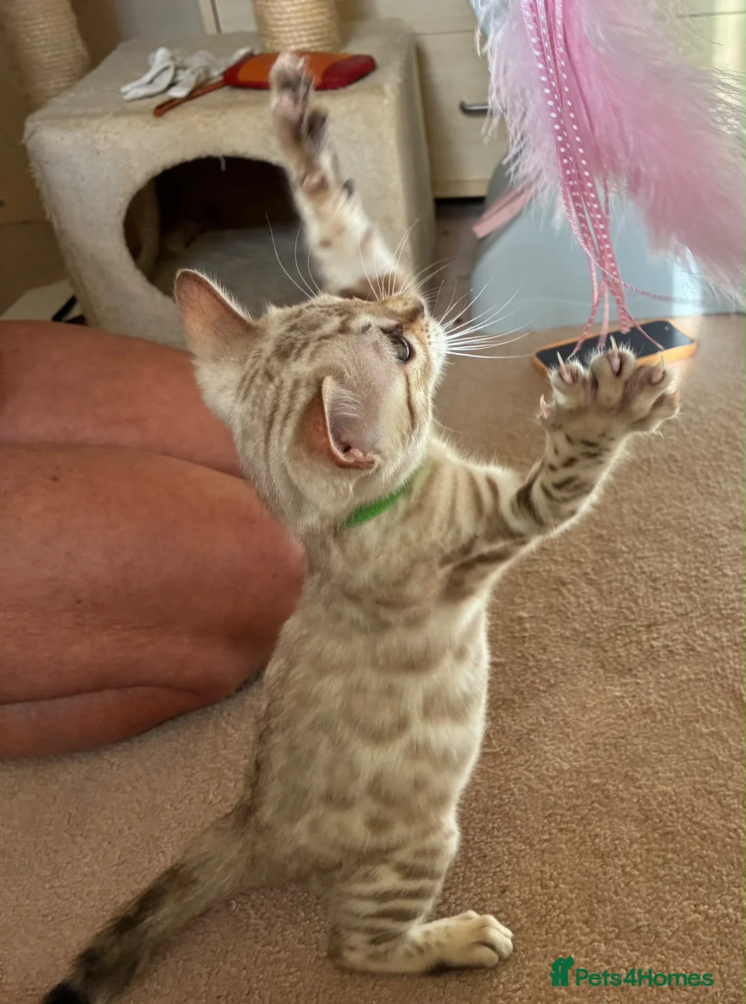 Bengal cats for sale: Seal Mink Male Bengal kittens in Grantham - Advert 2